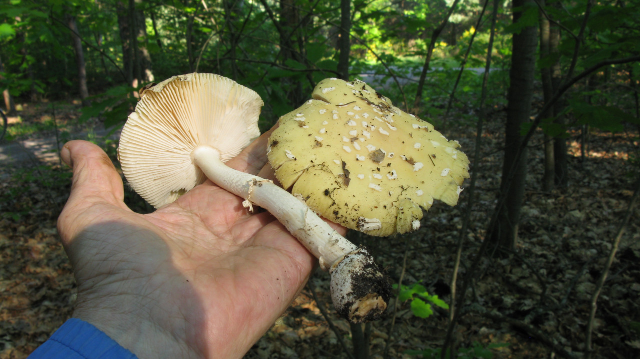Amanita_gemmata_2