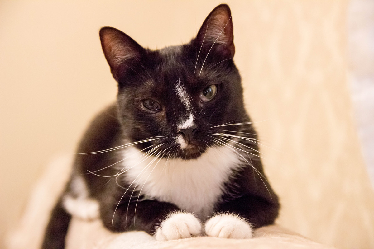 черная с белым-1-3