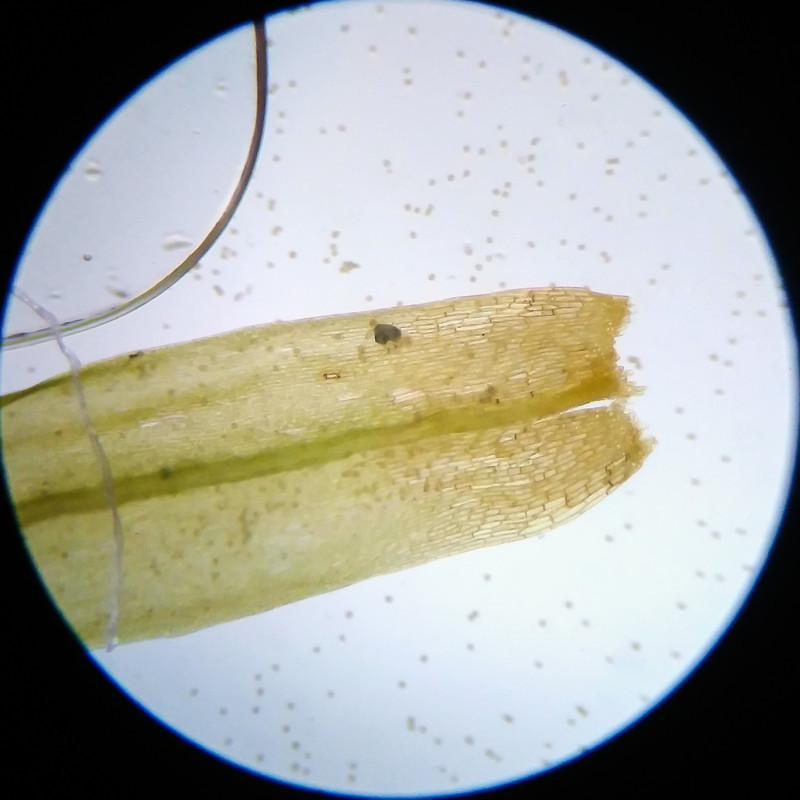 IMG 20250617 121539 HDR