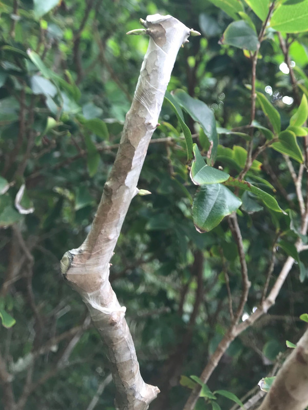 Jaboticaba Graft 1 11 2018