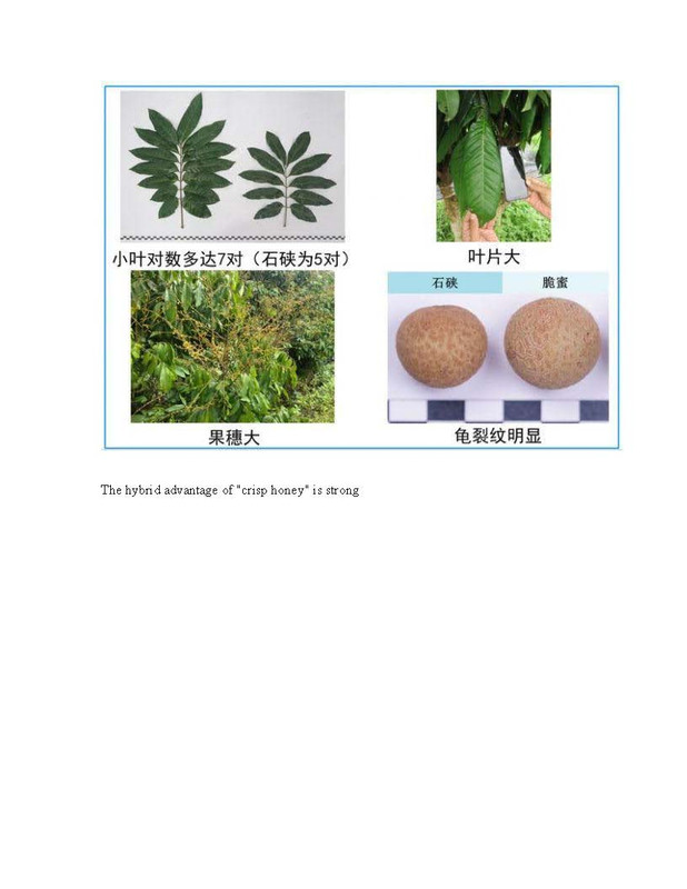 Hybrid_Longan(pdf)_Page_6
