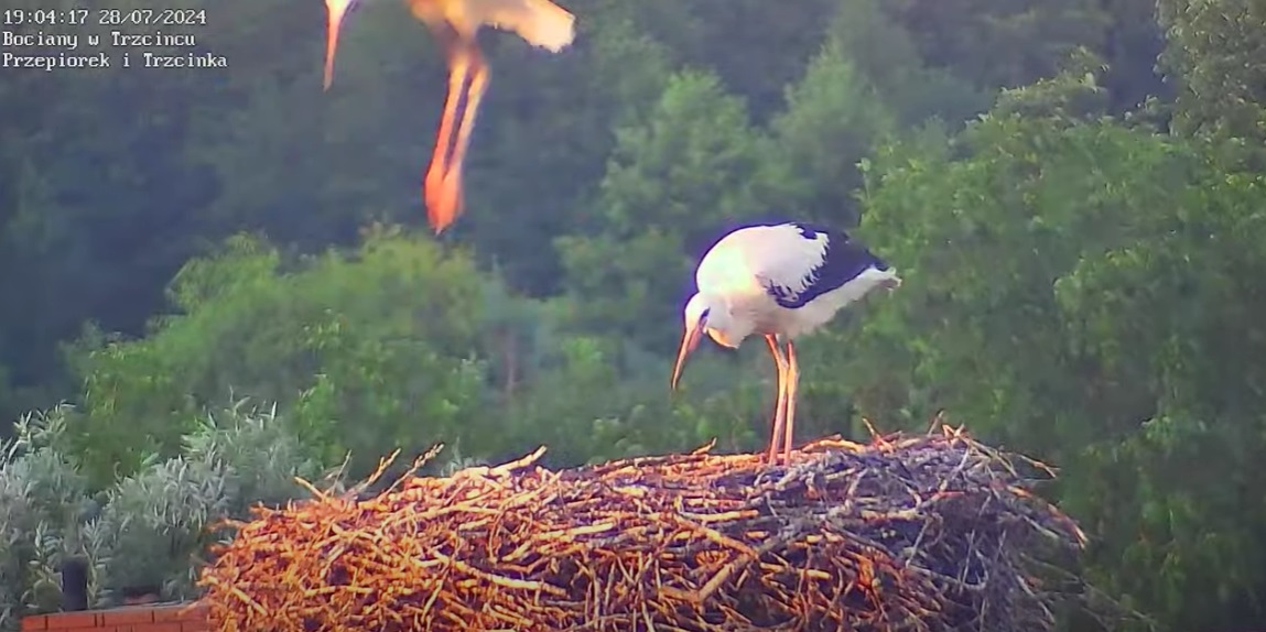 bocianczerwony