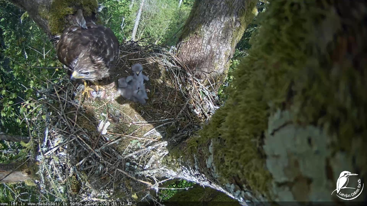 Melnās klijas (Milvus migrans) Kurzemē_ peļu klijāni (Buteo buteo) 13-23-22 screenshot