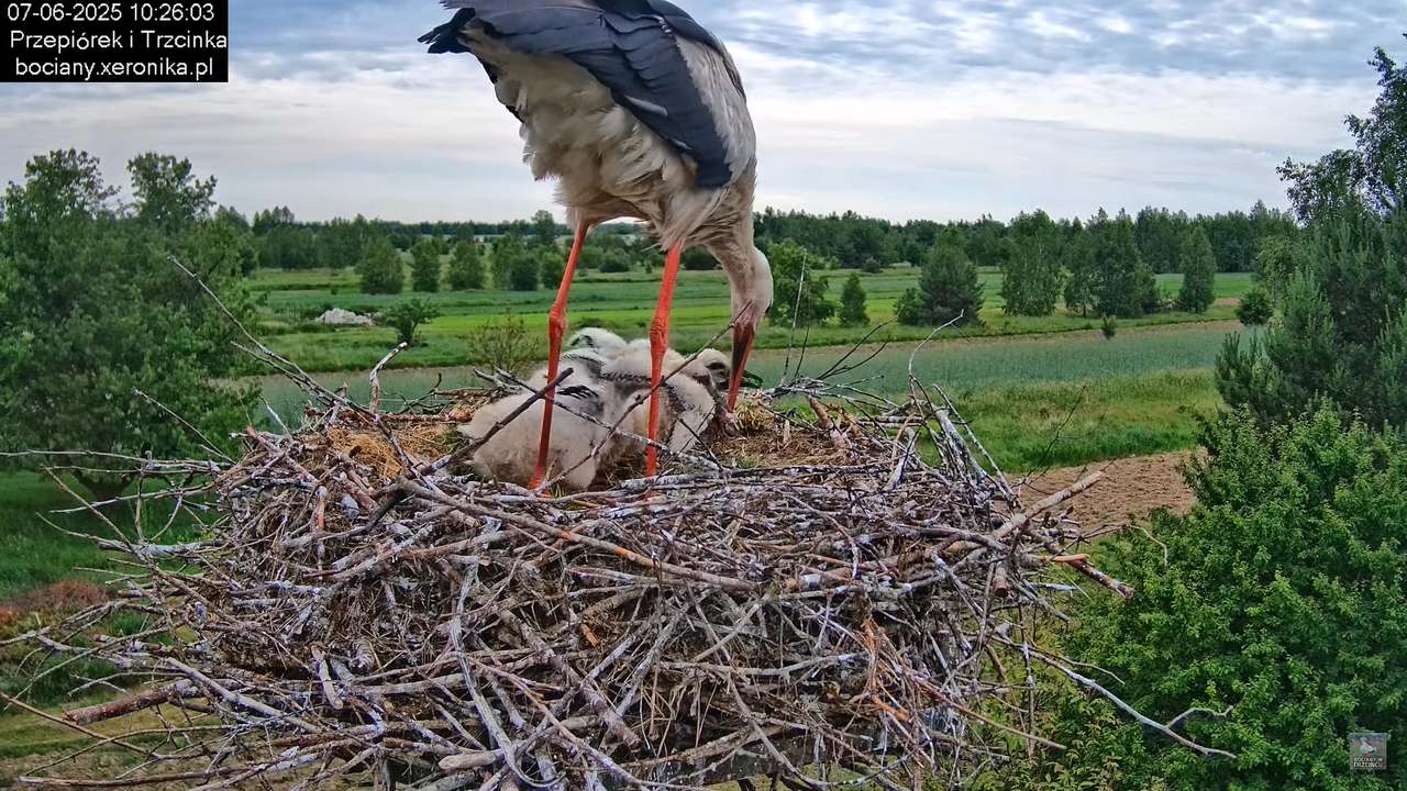 07062025bociany18