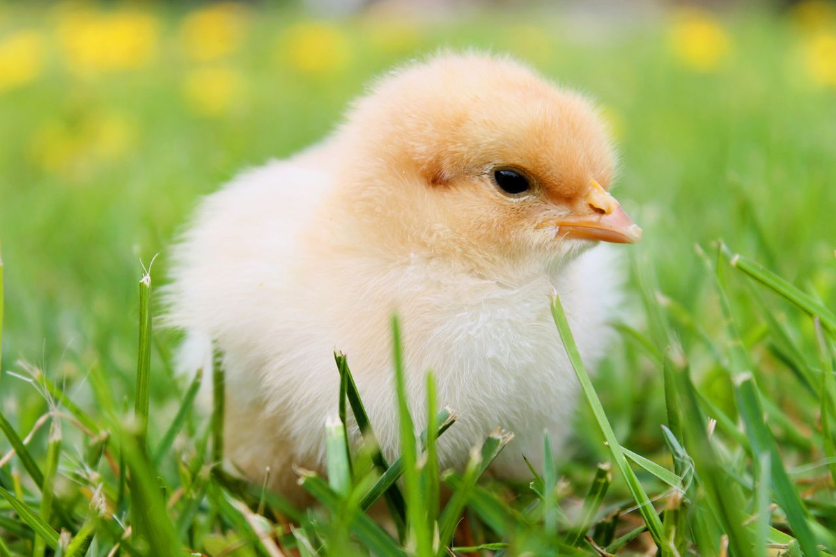 chicks spring chicken plumage yellow wallpaper