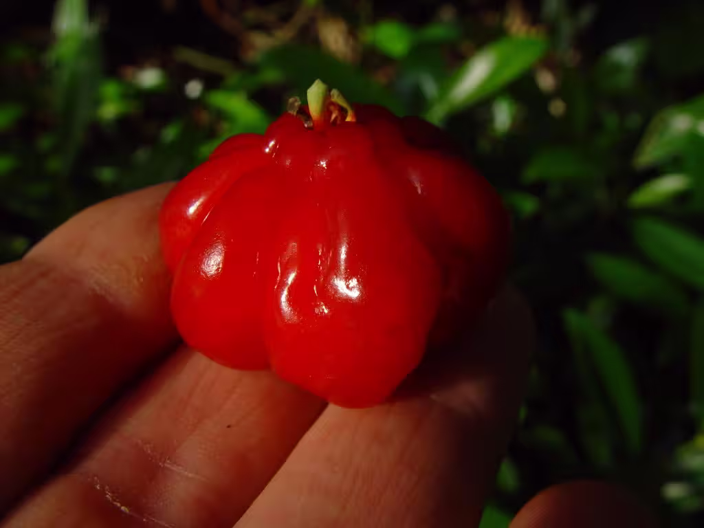 tempImageioNIix