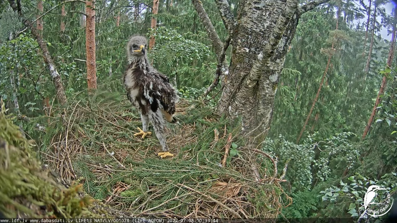 LDF Mazais ērglis (Clanga pomarina), ligzda bērzā 12-7-49 screenshot (1)