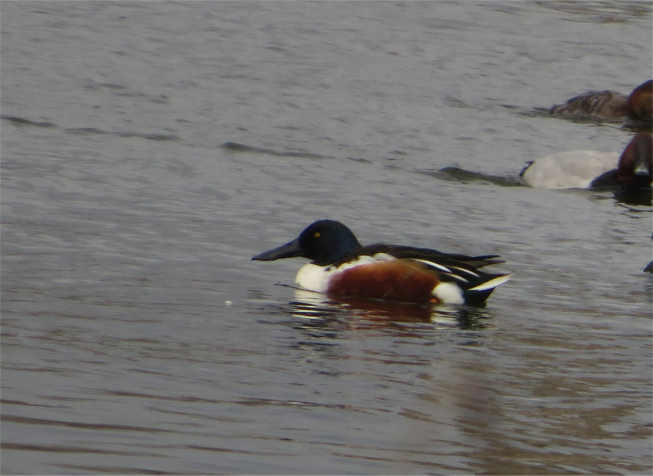 Shoveler