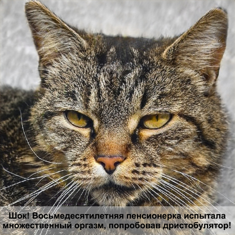 как выбрать переноску для кошки