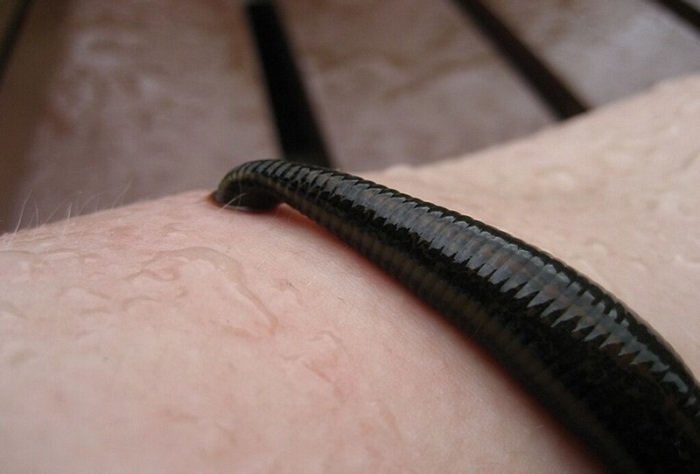 Ilustrasi lintah. Seorang pria asal Vietnam mengalami rasa tidak nyaman di tenggorokan dan berbicara dengan suara serak, ternyata ada lintah sepanjang 6 cm yang menghisap darah dari tenggorokannya.