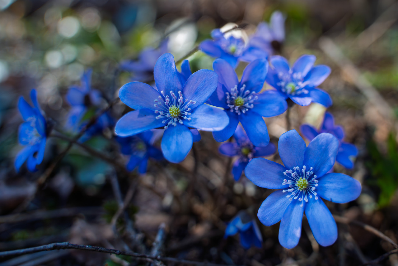 2026 04 03 Sony A7C2 tmrn25 200 05452