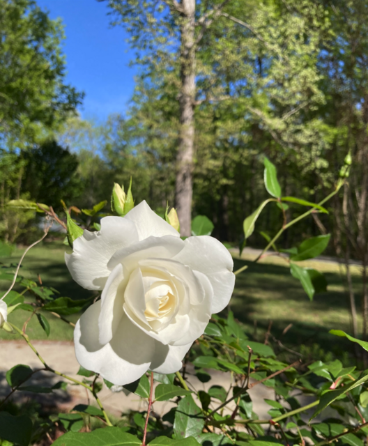 [Image: White-Rose-IMG-9373.png]