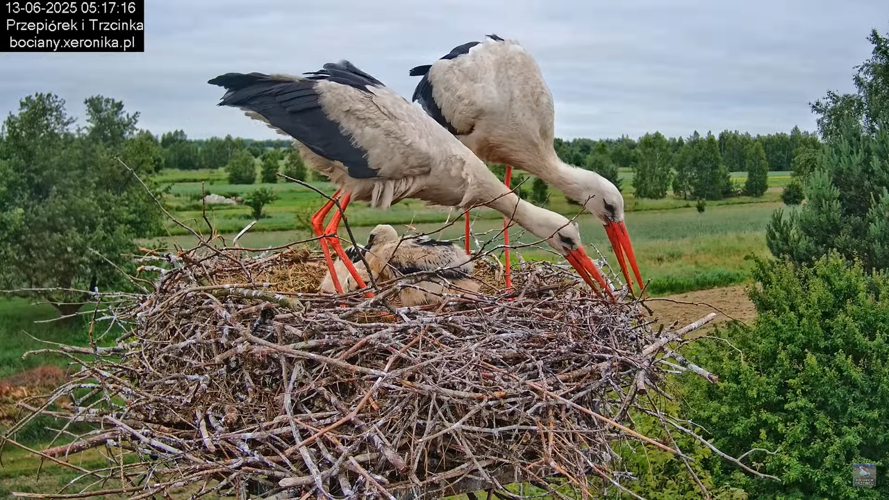 13062025bociany5