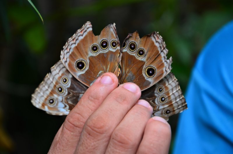 ISLA DE ROATAN-13-9-2017-HONDURAS - Crucero caribeño con MSC OPERA-Septiembre-2017 (64)