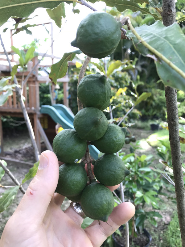 Macadamia 6 2018