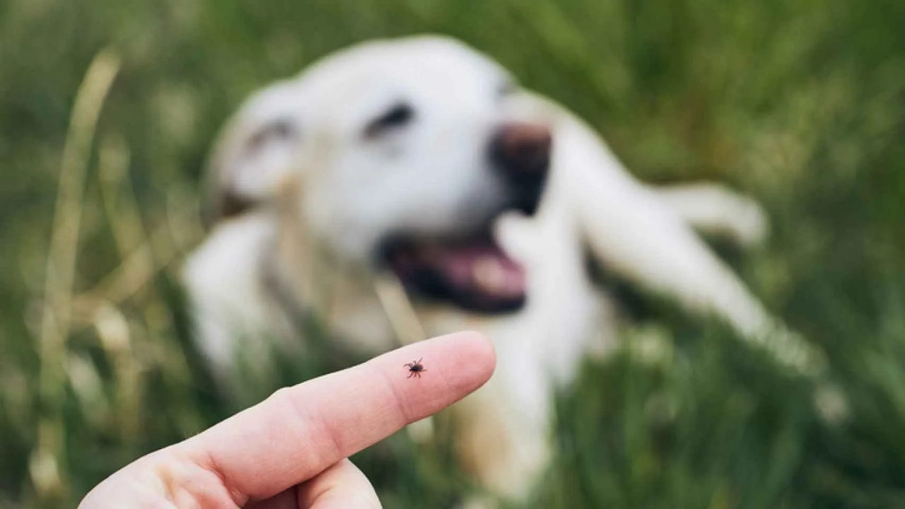 ¿Qué ponerle a un perro para que no se le suban las garrapatas?
