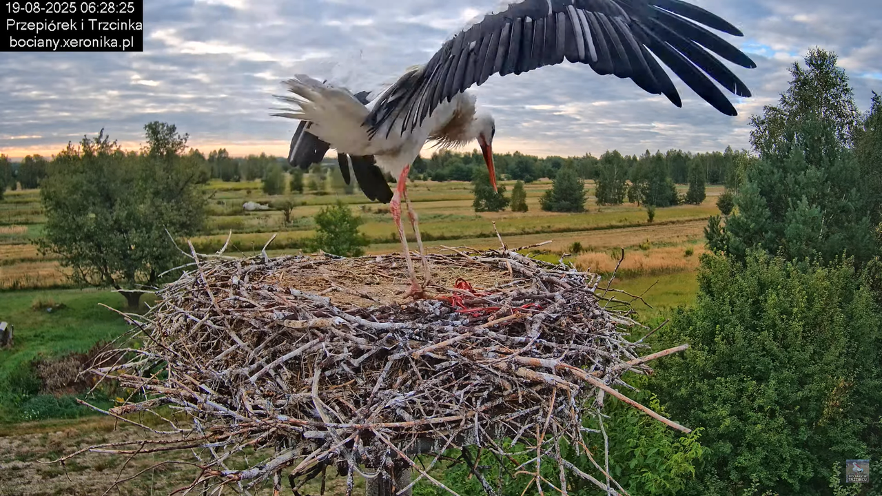 19082025bociany5