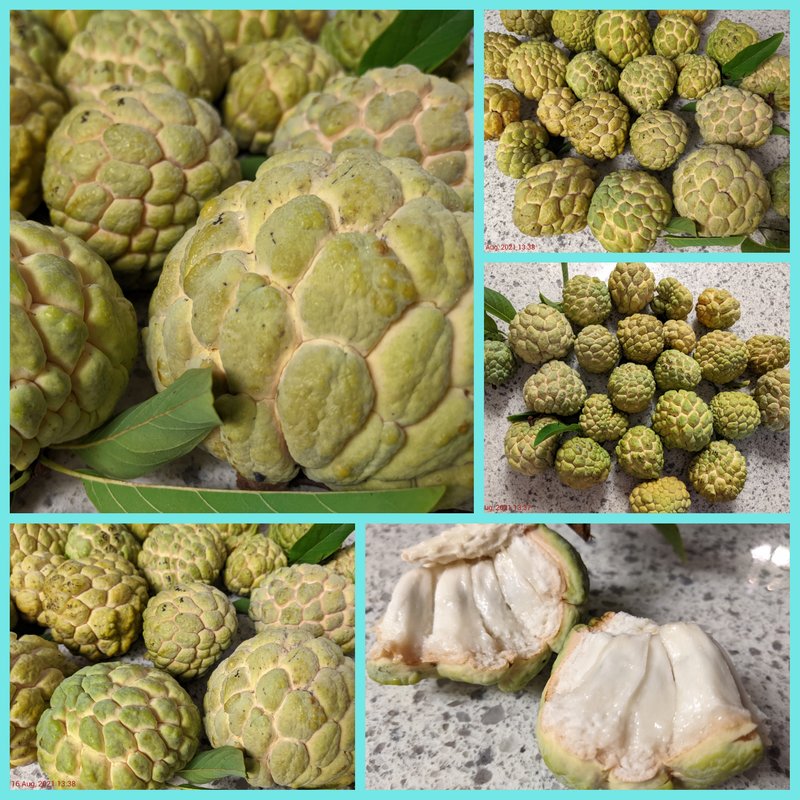 [Image: Photo-Grid-1629319559878.jpg]