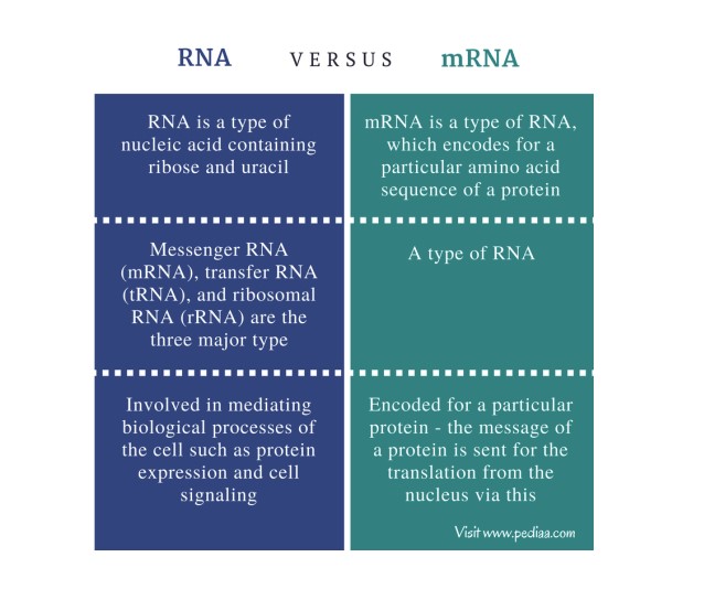 rna.jpg