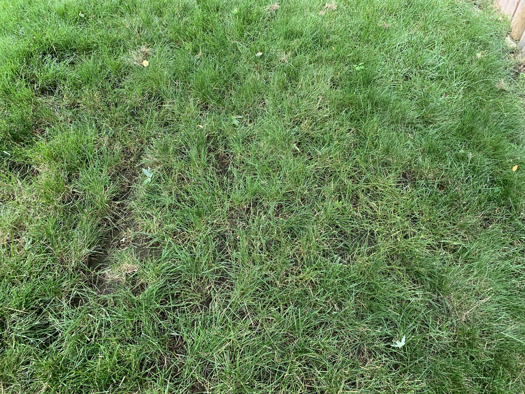 Frustrating bumpy lawn - please help! Pics attached | Lawn Care Forum