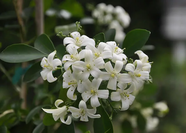 night-blooming-jasmine-in-garden-jpg.png