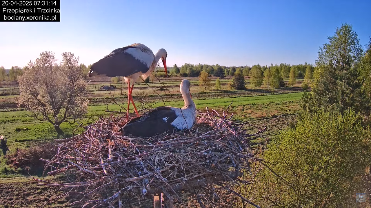 20042025bociany20