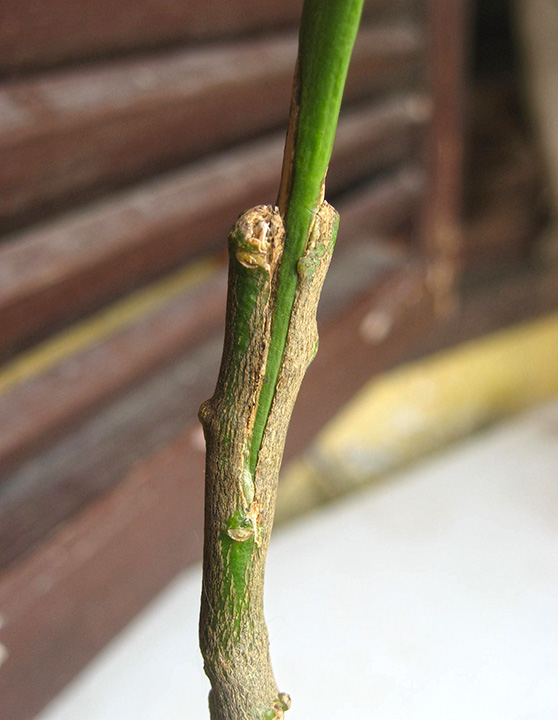 meyer-lemon-cleft-graft