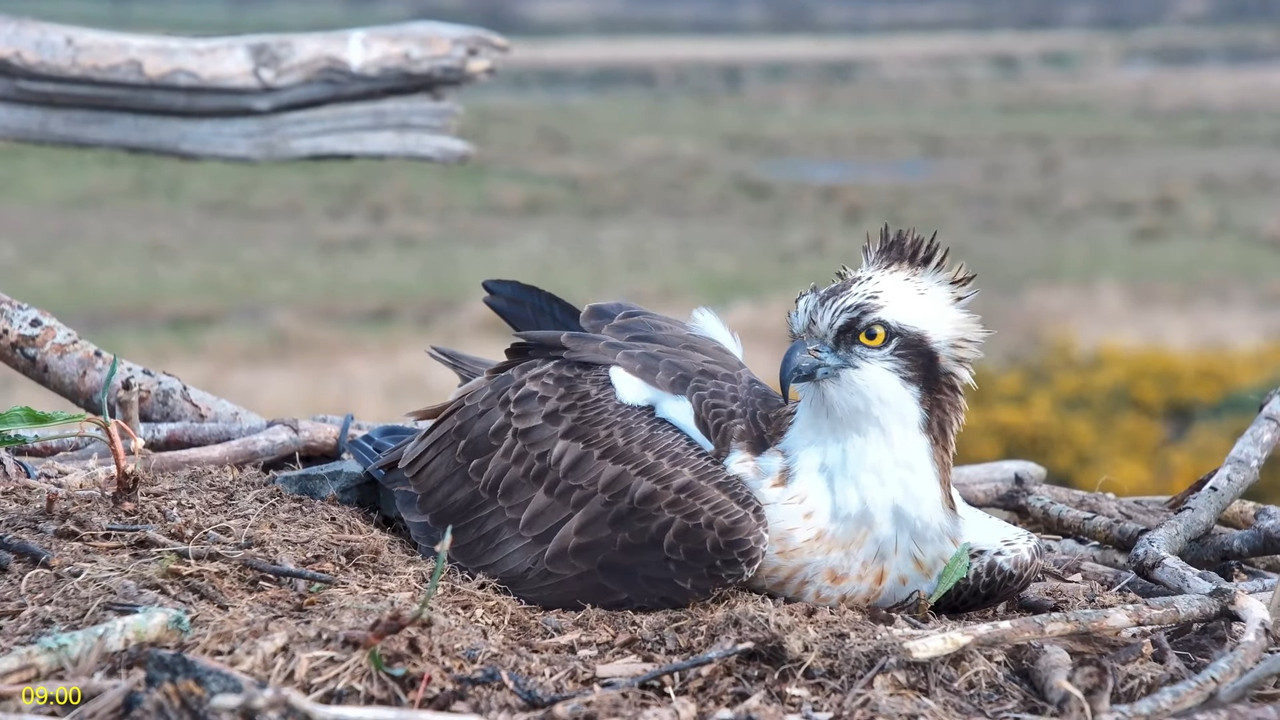🦅 Dyfi Osprey projekts (VELSA)_ 2025. gada TIEŠRAIDE 4K kvalitātē 🦅 8-33-48 screenshot