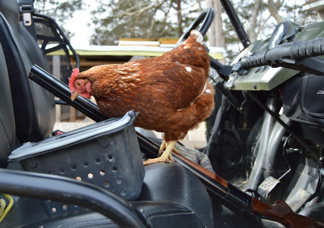 2015-3-9 Chickens (30)
