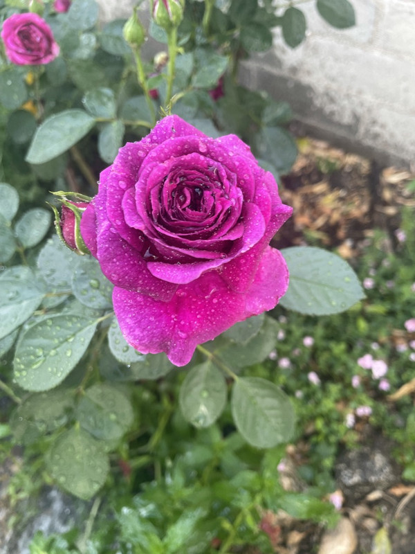 C04-BC370-663-C-4-ABB-AB3-C-972868835456-1-105-c