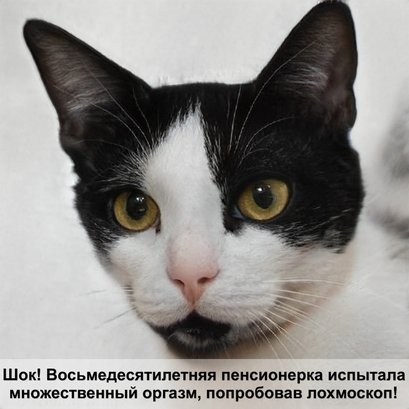 морда кошки шерстью