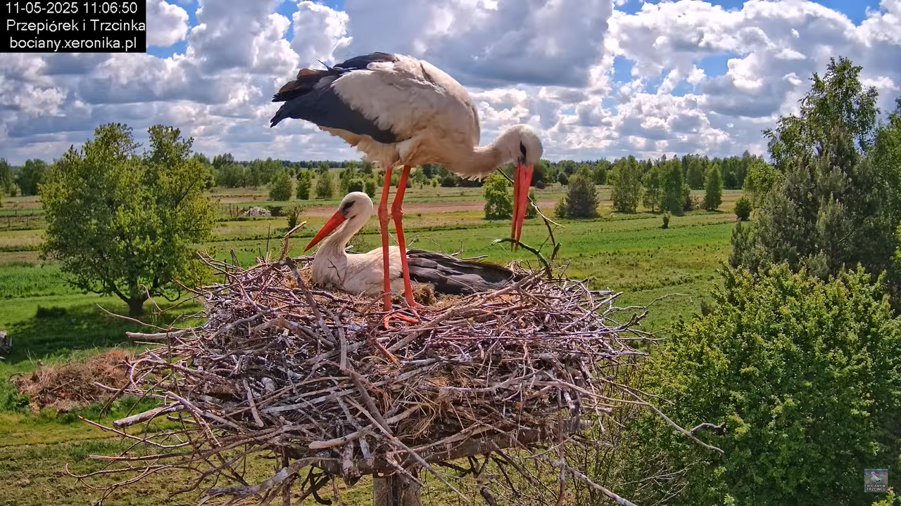 11052025bociany23