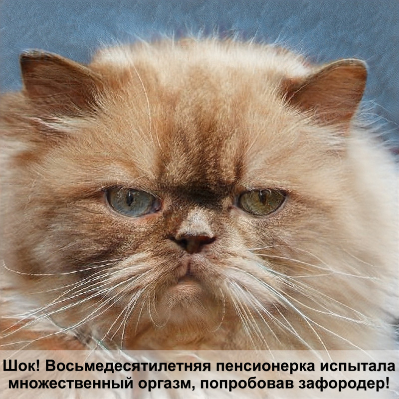 шапка кошка