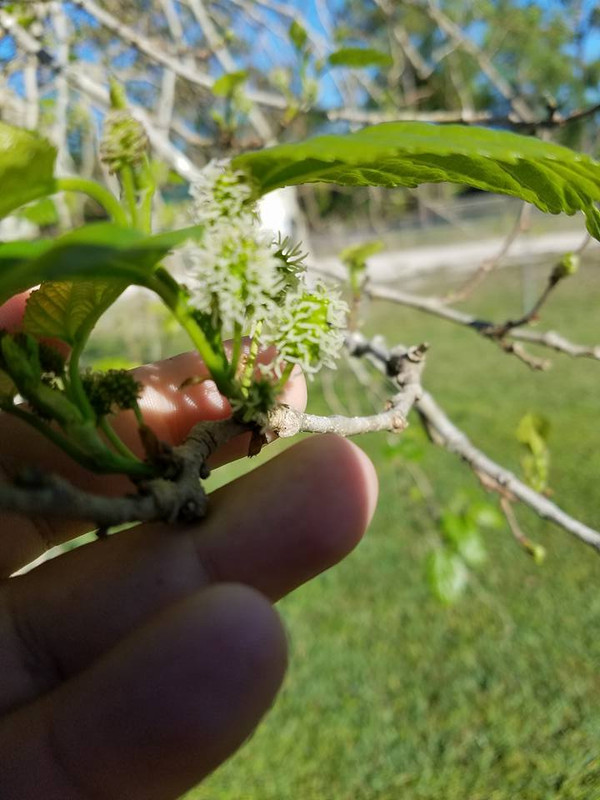 mulberry4