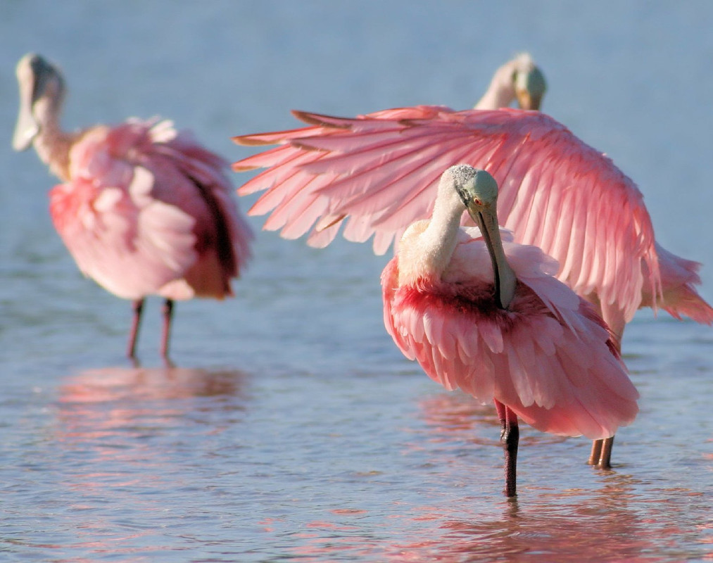 pink-roseate-spoonbil.jpg