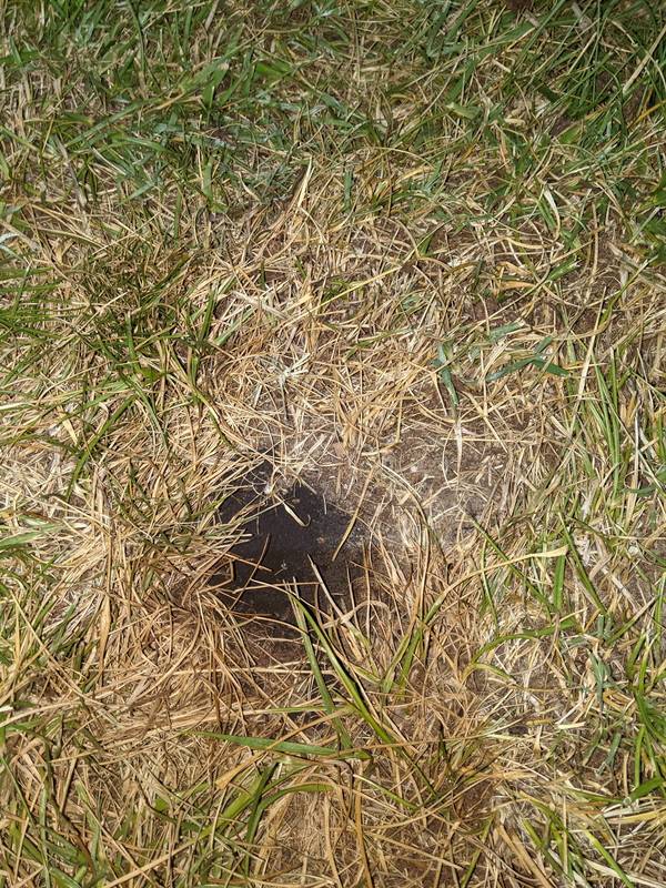 PXL_20210624_075432448