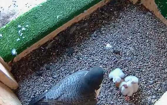 UW Green bay peregrines Przechwytywanie-w-trybie-pe-noekranowym-20-05-2023-213012