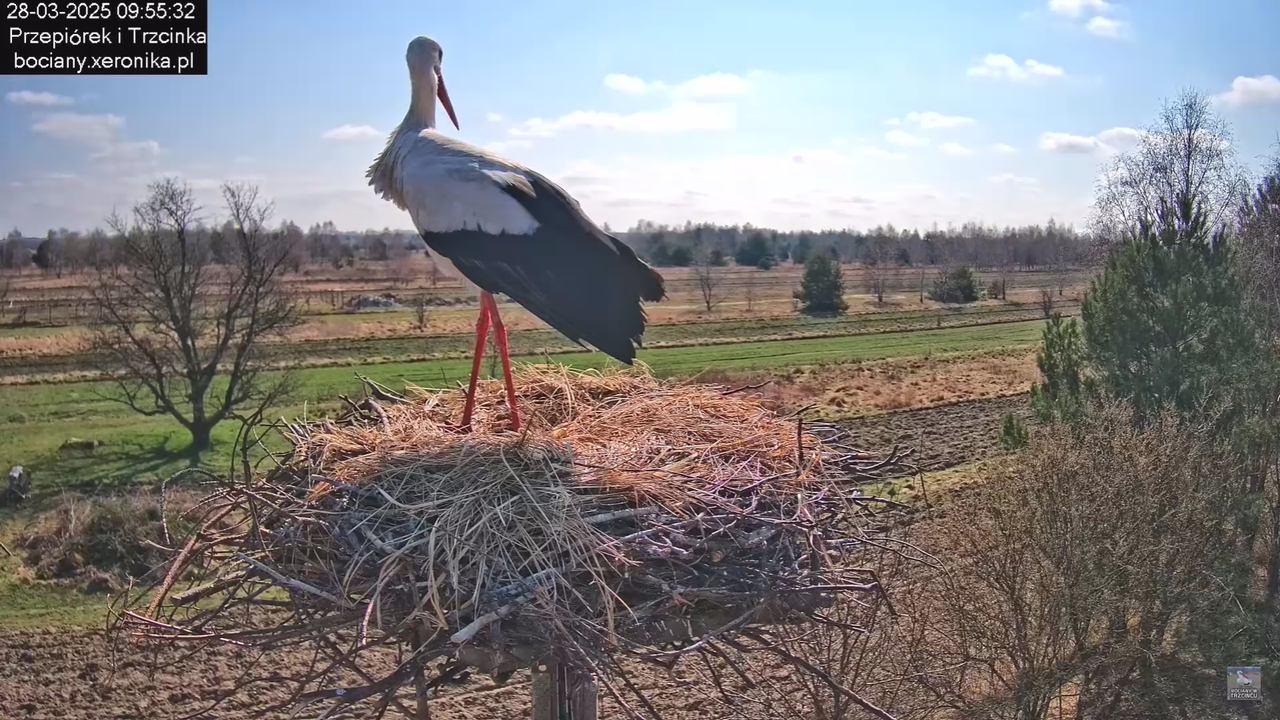 bociany28032025_13