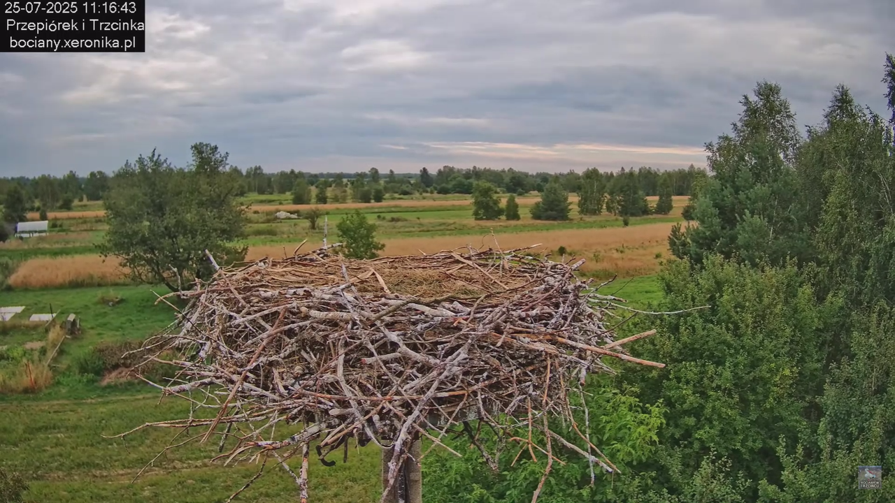 25072025bociany44