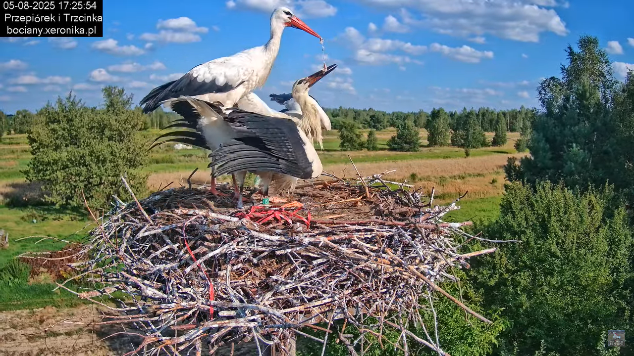 05082025bociany28