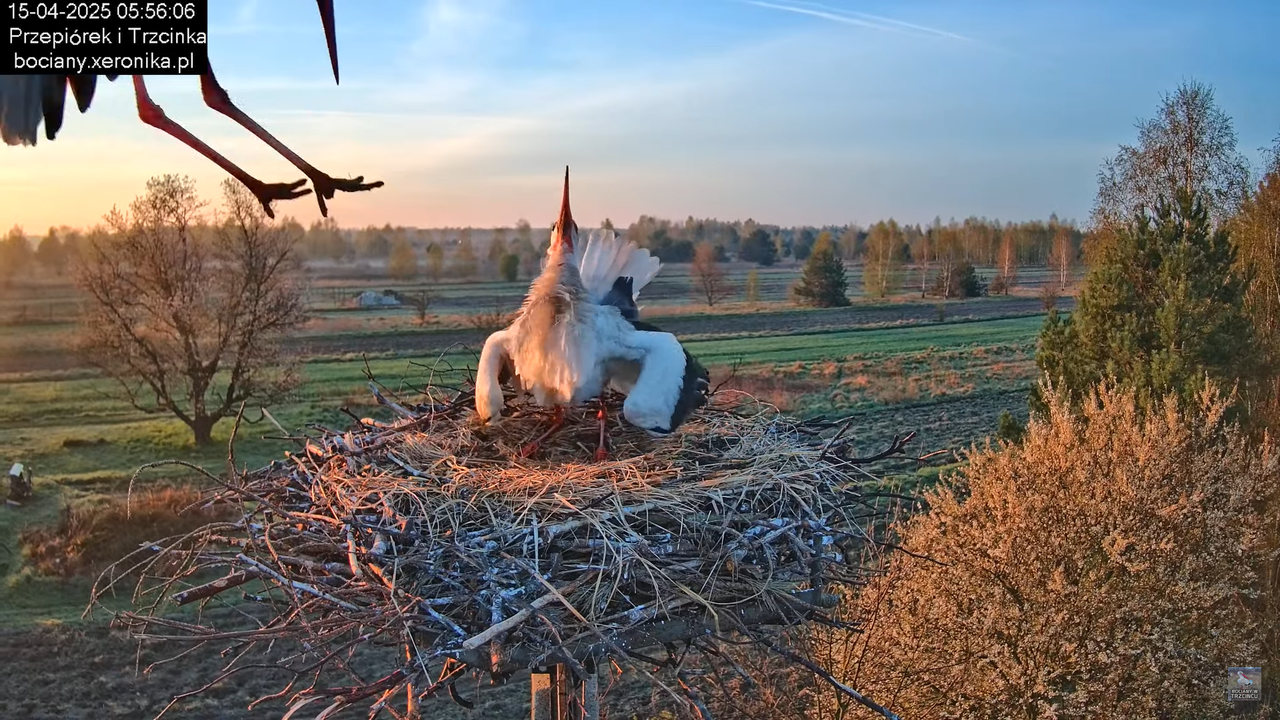 15042025bociany3