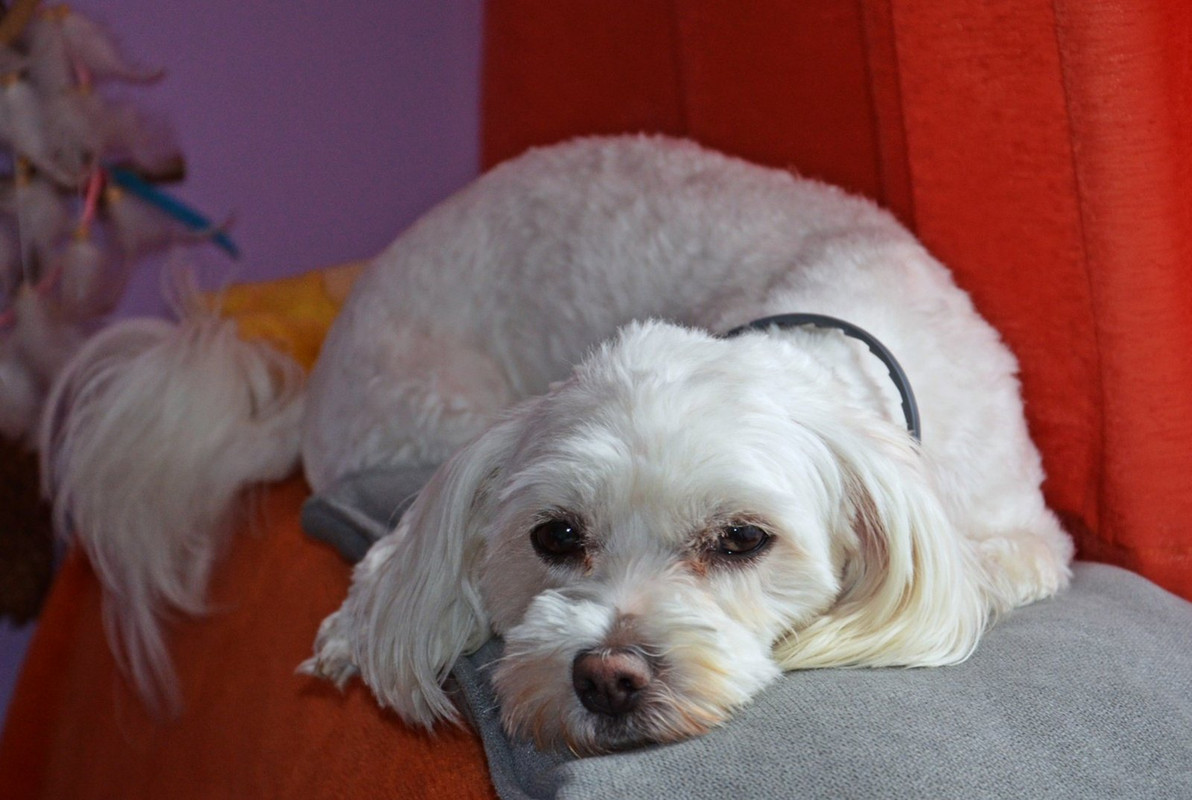 white-maltese.jpg