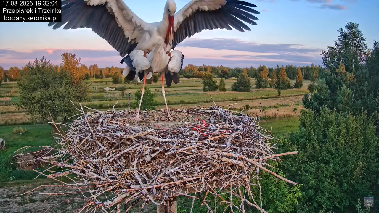 17082025bociany40