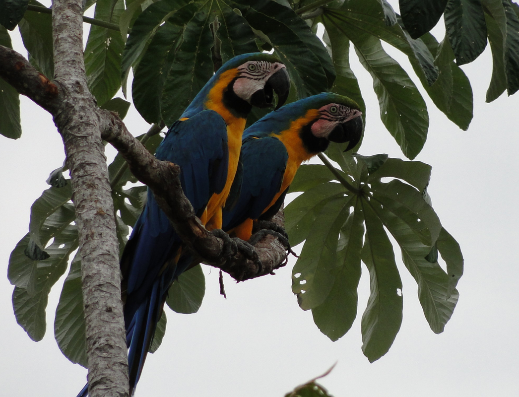Screenshot 2023-07-29 at 19-15-31 Arara-canindé (Ara ararauna)