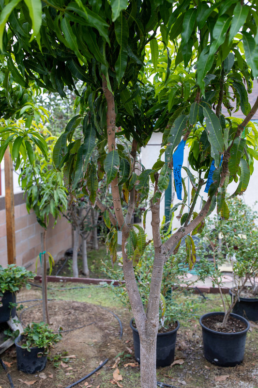 8U1A5140  Multi Grafted Mango Tree #1 Lower Rootstock (10-10-22)