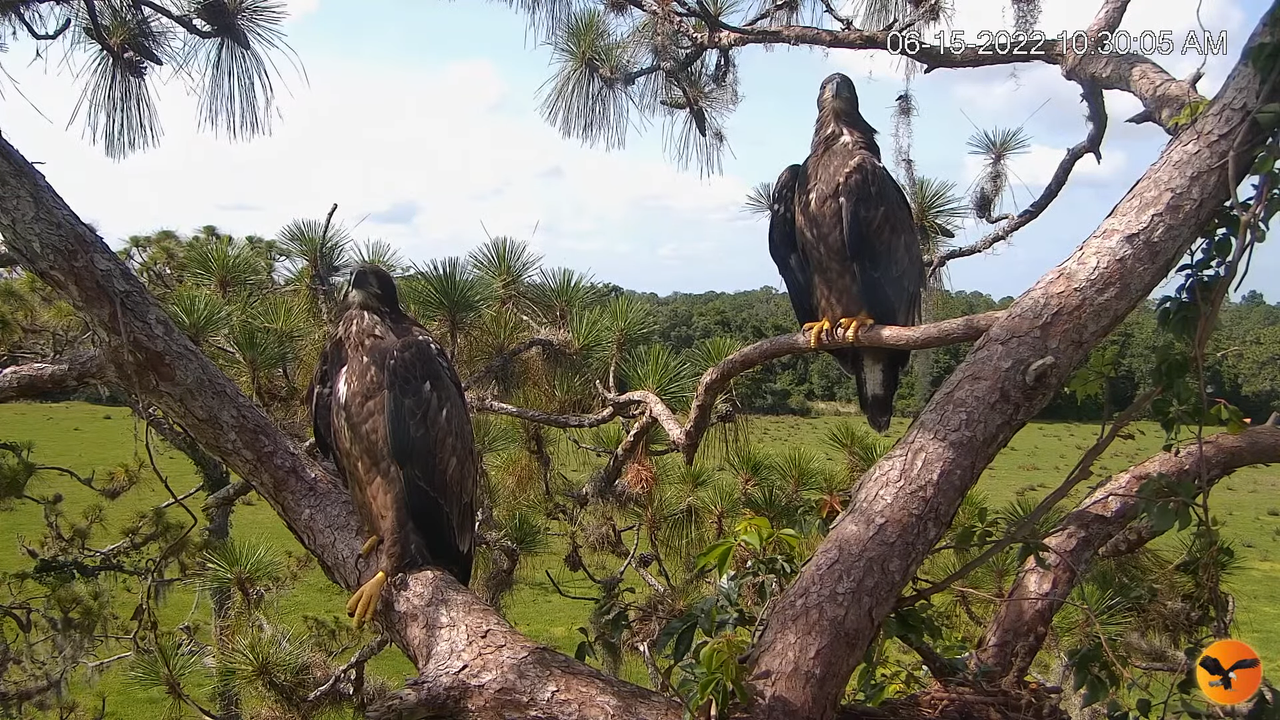 EC Nest Cam 10-57-14 screenshot (1)