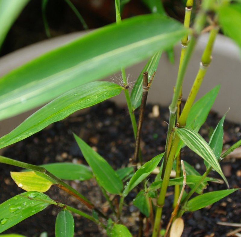 Phyllostachys edulis variegata semis (2)