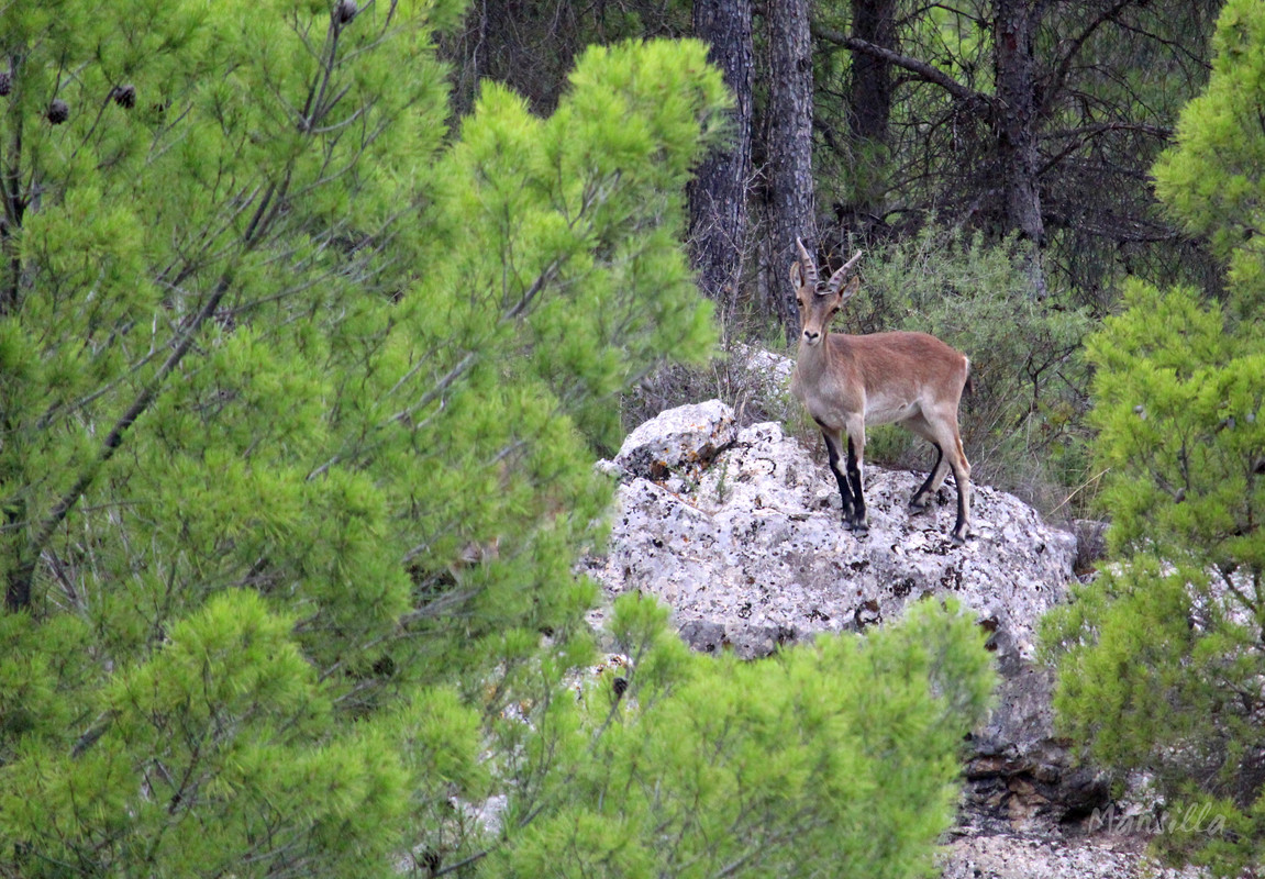 Alcala-del-Jucar-09