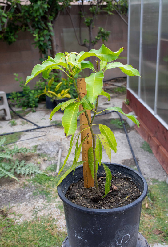 8U1A9913  Pina Codada Mango Seedling #1 Tree (5-23-2022)