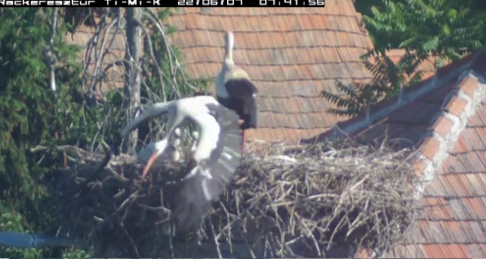 2022-06-07_080213Timi huss